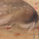 榊原紫峰 紅葉に鹿之図 10