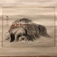 森祖仙 狆図 4
