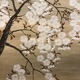 山口素絢 八重桜花図 8