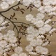 山口素絢 八重桜花図 9