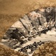 富岡鉄斎 嵐山春雨図 6