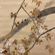 渡辺省亭 桜樹狗児 7