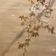 渡辺省亭 桜樹狗児 9