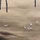 横山大観 月夜 11