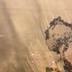 宋紫石 鶏図 8