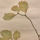 池上秀畝 柏鷹 8