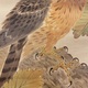 池上秀畝 柏鷹 11