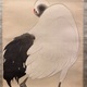 西山翠嶂 鶴 5