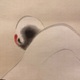 西山翠嶂 鶴 8