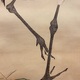 西山翠嶂 鶴 11
