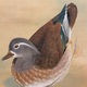 川端龍子 鴛鴦遊々 9