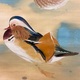 川端龍子 鴛鴦遊々 12