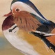 川端龍子 鴛鴦遊々 11