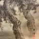 今尾景祥 海辺老松図 13