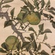 張月樵 花鳥図 10