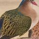 張月樵 花鳥図 13