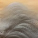 今尾景祥 旭日映浪図 10