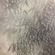 木島桜谷 竹林遊狸図 9