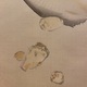 竹内栖鳳 鮮魚 10