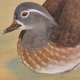 川端龍子 鴛鴦遊々 11
