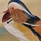 川端龍子 鴛鴦遊々 12