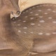 榊原紫峰 紅葉に鹿之図 9