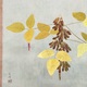 山口華楊 豆の秋 5