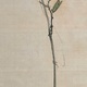 柴田是真 蛭子鯛是図 10
