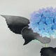 杉山寧 玉繡花 7