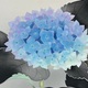 杉山寧 玉繡花 9