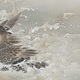 榊原紫峰 浴びる水禽 8