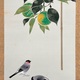 山口華楊 春光 6