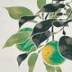 山口華楊 春光 10