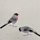 山口華楊 春光 12