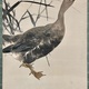 渡辺省亭 芦雁 6
