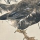 渡辺省亭 芦雁 10