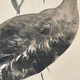 渡辺省亭 芦雁 11