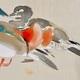 土田麦僊 鴛鴦図 7