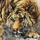 大橋翠石 水辺猛虎図 6