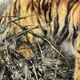 大橋翠石 水辺猛虎図 7