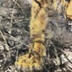 大橋翠石 水辺猛虎図 10