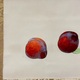 杉山寧 果子図 4