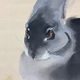 川端龍子 兎 9