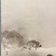 木島桜谷 暮郊老狸 5