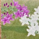 山口華楊 皐月 5