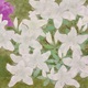 山口華楊 皐月 6