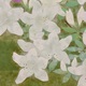 山口華楊 皐月 8