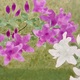 山口華楊 皐月 7