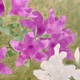 山口華楊 皐月 9