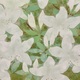 山口華楊 皐月 10